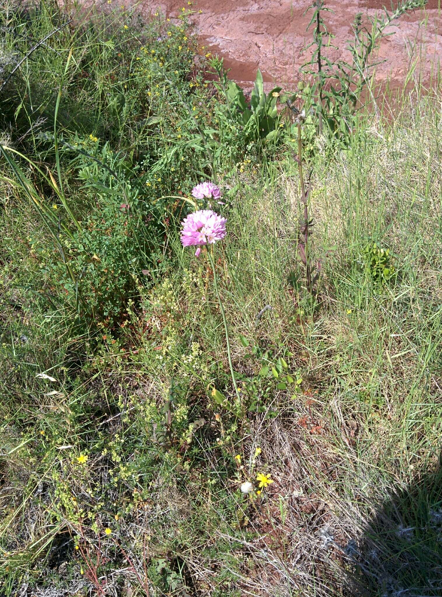 Image of Allium roseum L.