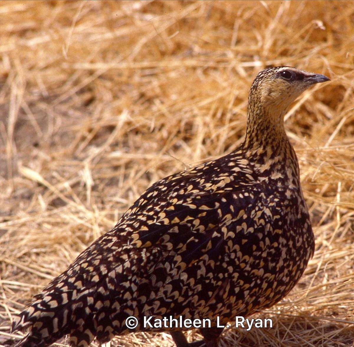 Image of Yellow-throated Sandgrouse