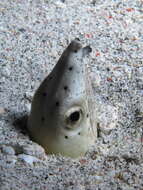 Image of Highfin snake eel