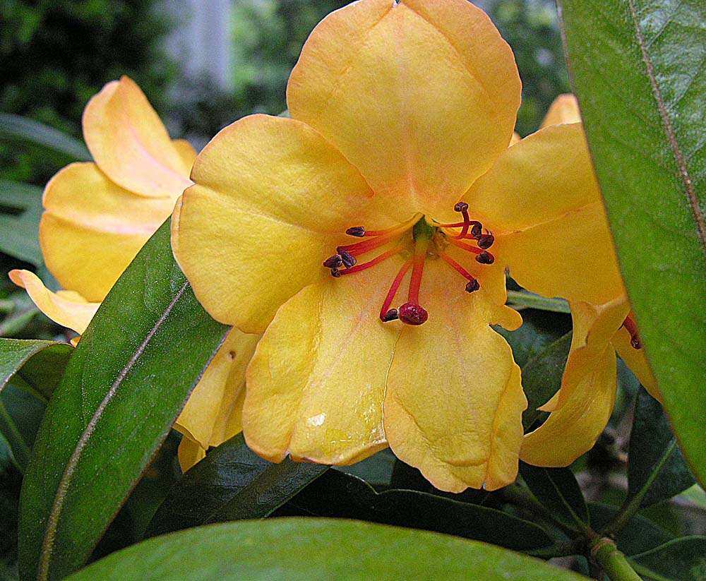 Imagem de Rhododendron javanicum (Bl.) Benn.