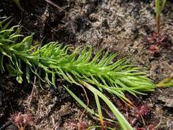 Image of Northern Appressed Club-Moss