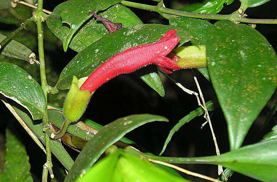 Image of Aeschynanthus radicans Jack