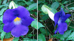 Image de Thunbergia erecta (Benth.) T. Anders.