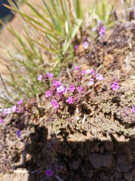 Thymus caespititius Brot. resmi