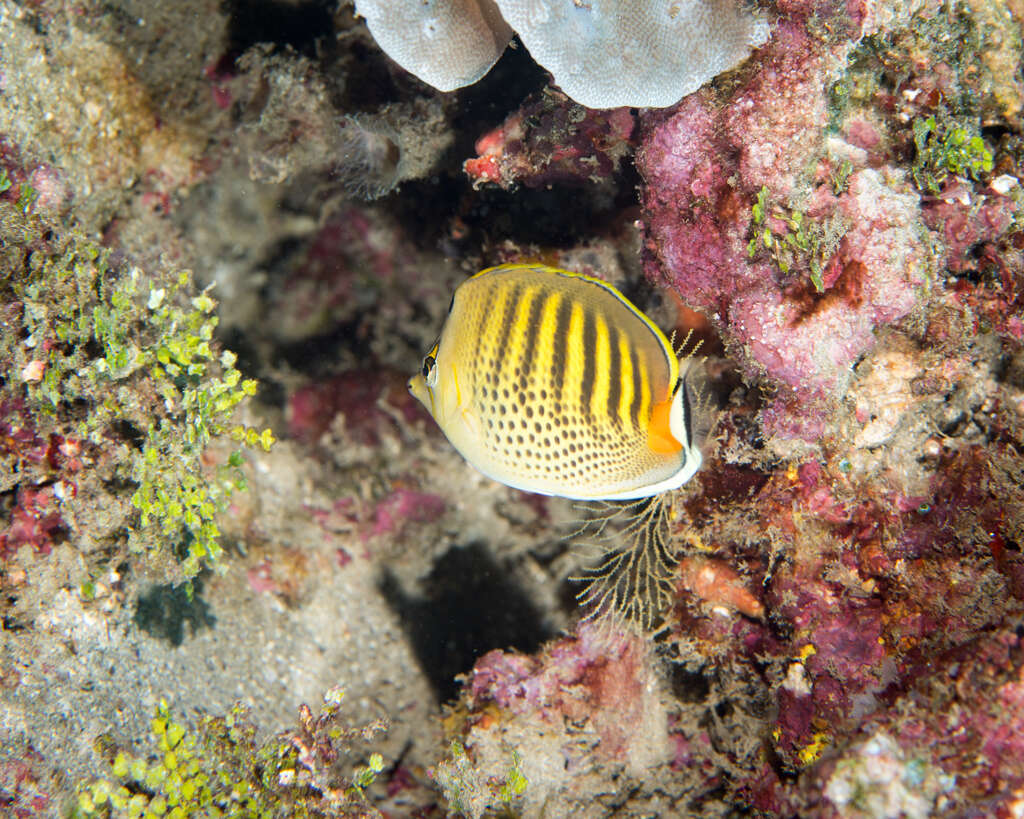 Image of Dot and dash Butterflyfish