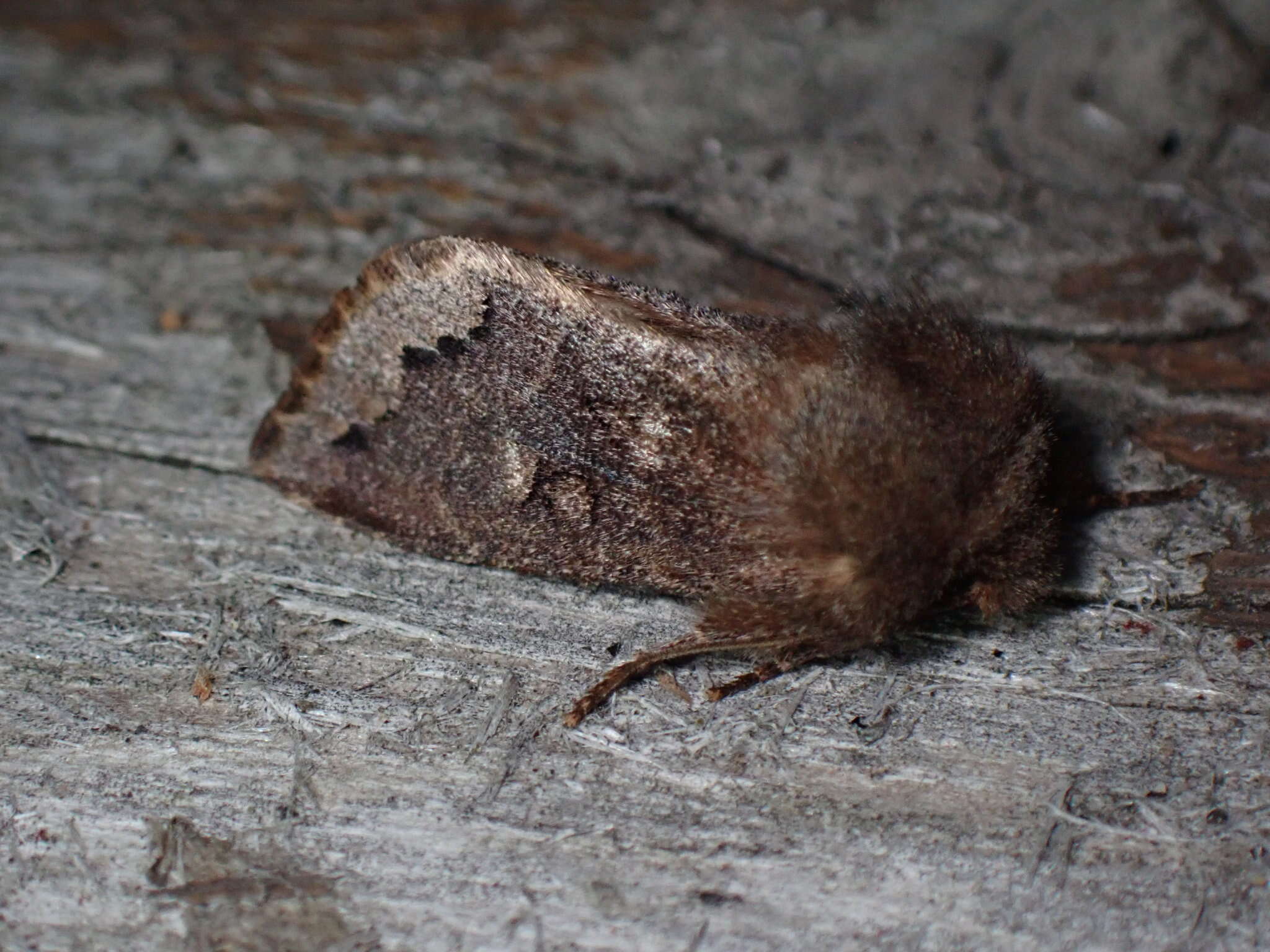 Image of Orthosia garmani Grote 1879