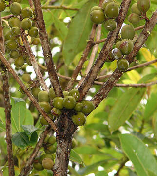 Sivun Pittosporum resiniferum Hemsl. kuva