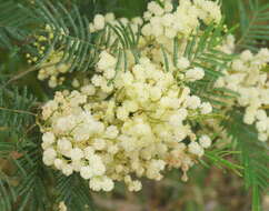 Image of black wattle