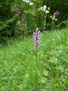 Image of Military orchid