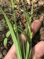 Imagem de Carex amphibola Steud.