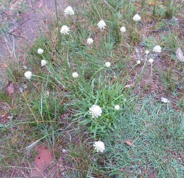 <i>Ptilotus macrocephalus</i> resmi