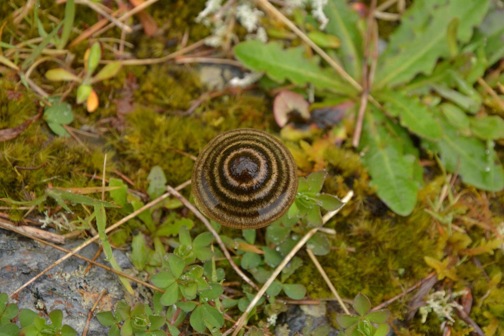 Image of Entoloma perzonatum E. Horak 1973