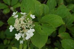 Image of panicled hydrangea