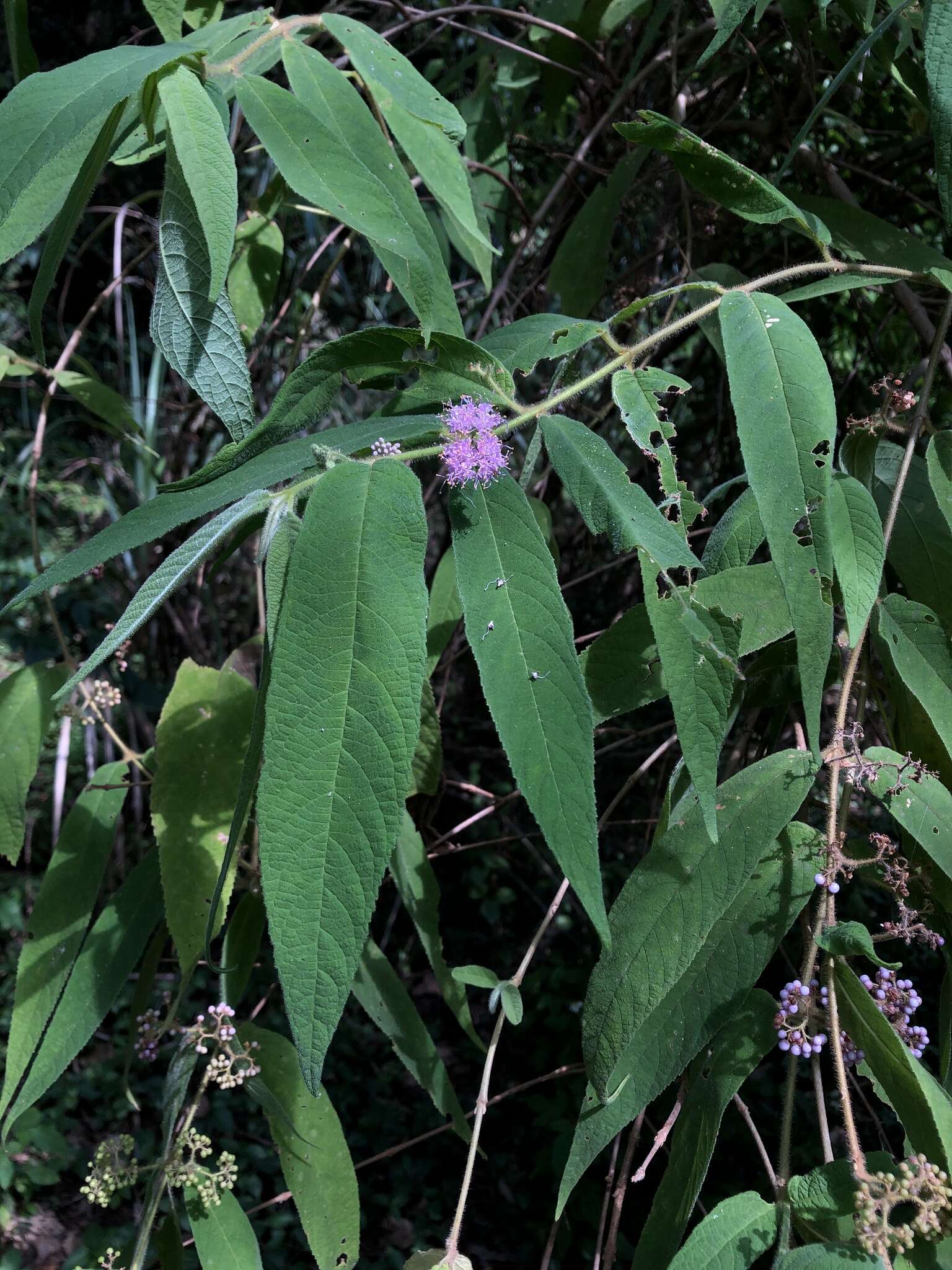 Image of Callicarpa pilosissima Maxim.