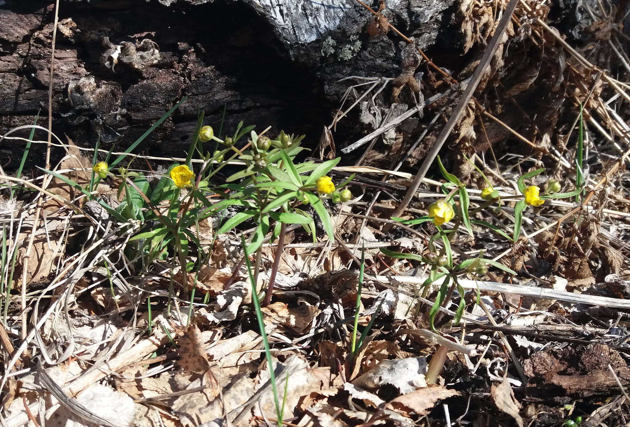 Image of Ranunculus monophyllus Ovcz.