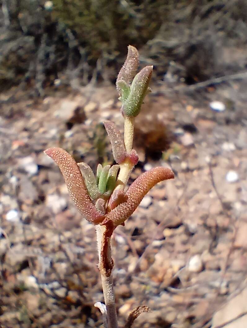 Image of Delosperma neethlingiae (L. Bol.) Schwant.