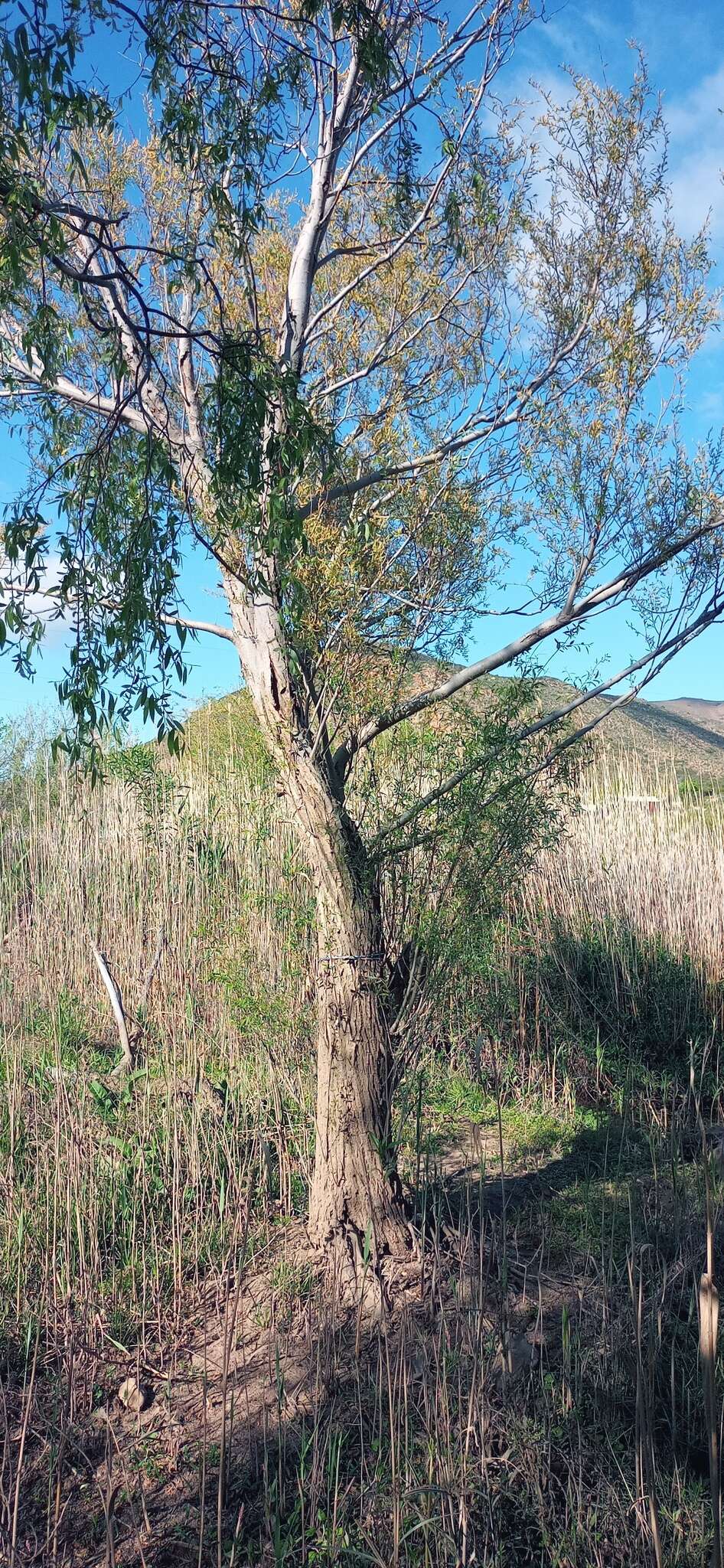 Image of black willow