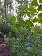 Image of western burning bush