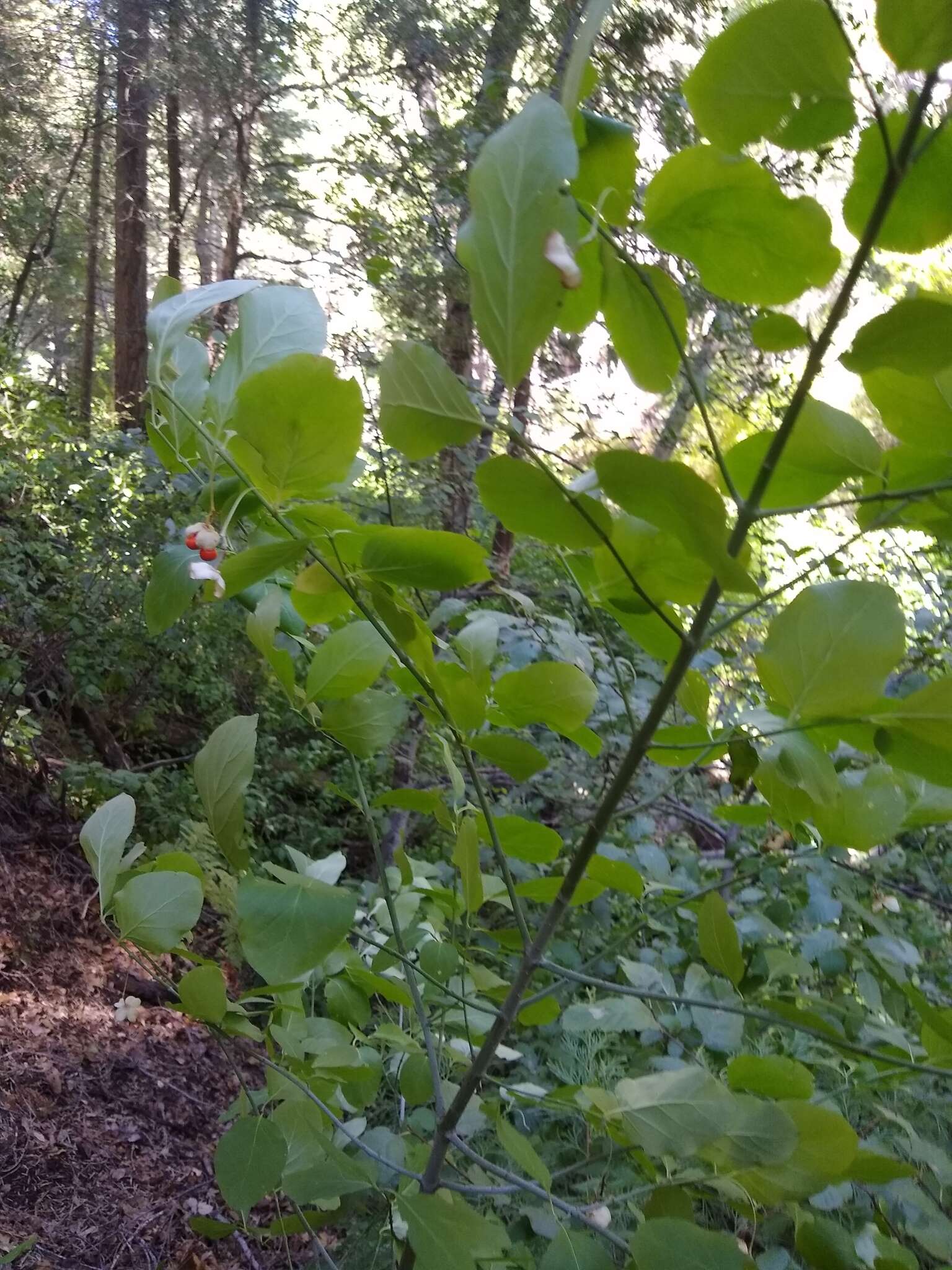 Image of western burning bush