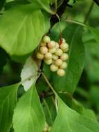 Imagem de Schisandra chinensis (Turcz.) Baill.