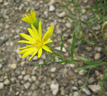 Grindelia lanceolata Nutt. resmi