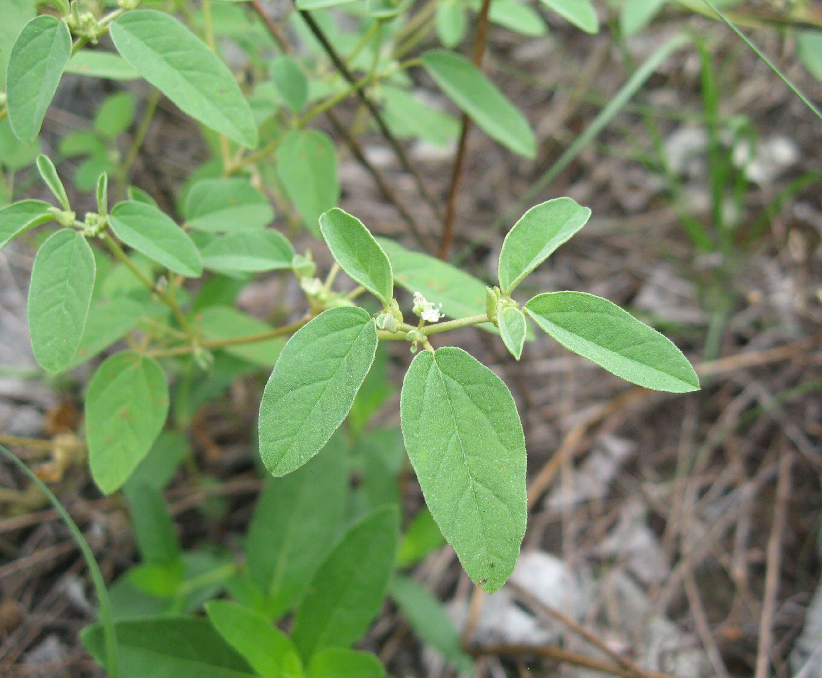 Image of prairie tea