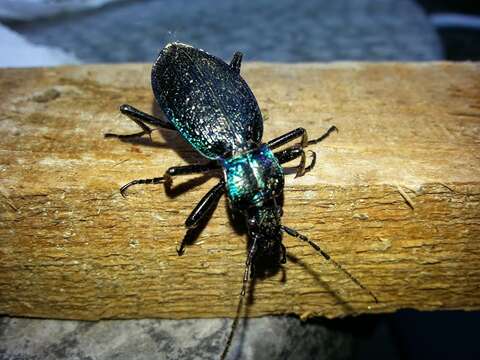 Image of Blue Ground Beetle