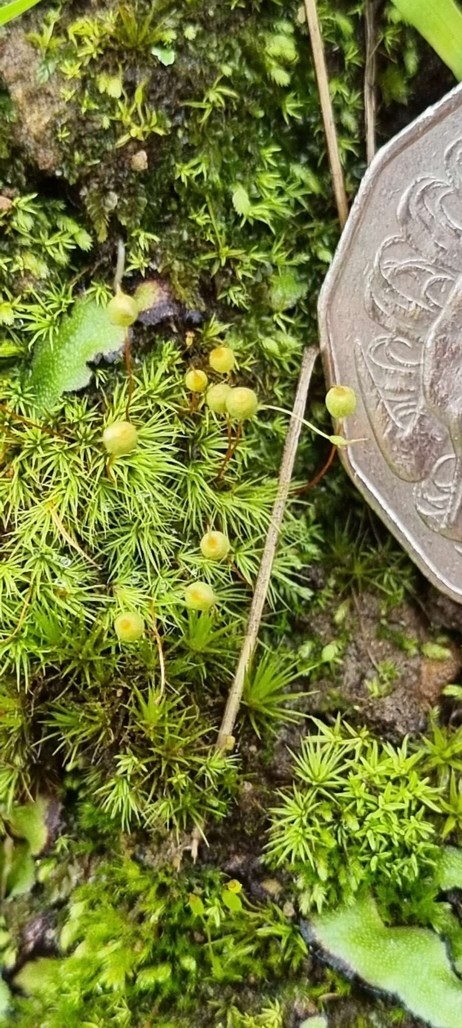 Image of Bartramia nothostricta Catcheside 1987