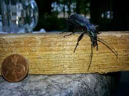 Image of Blue Ground Beetle