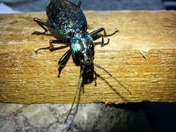 Image of Blue Ground Beetle