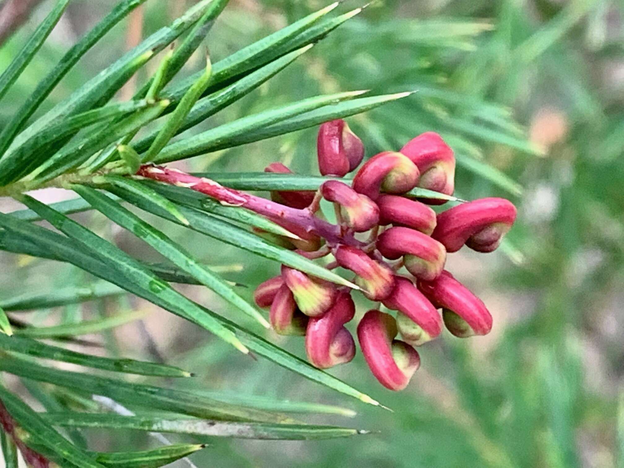 Image of Grevillea rosmarinifolia subsp. rosmarinifolia