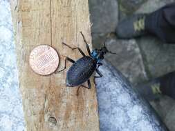 Image of Blue Ground Beetle