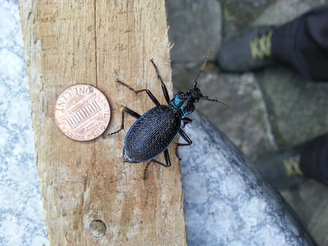 Image of Blue Ground Beetle