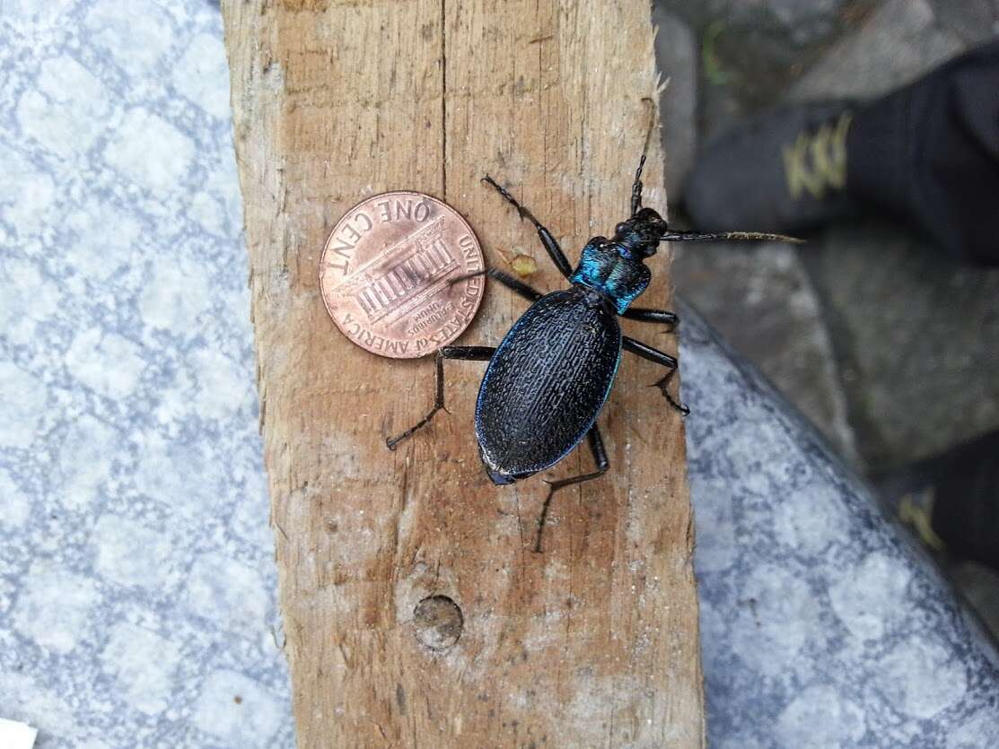 Image of Blue Ground Beetle