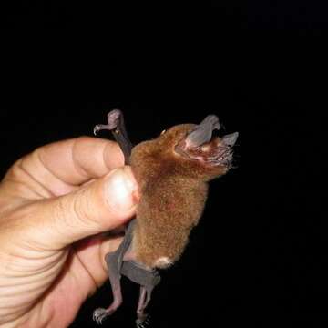 Image of mustached bat