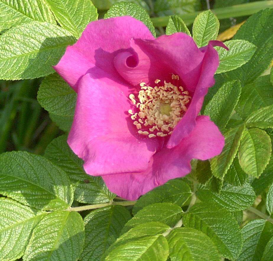 Image of japanese rose