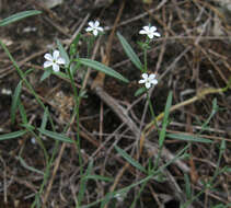 Euploca tenella (Torr.) Feuillet & Halse resmi