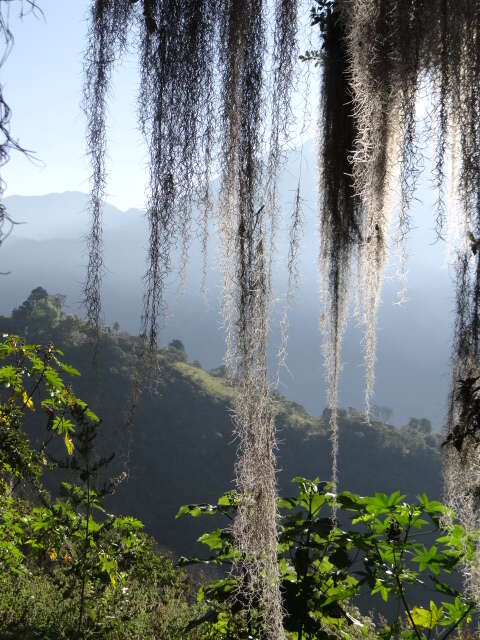 Sivun Tillandsia usneoides (L.) L. kuva