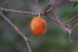 Image of Fontainea pancheri (Baill.) Heckel