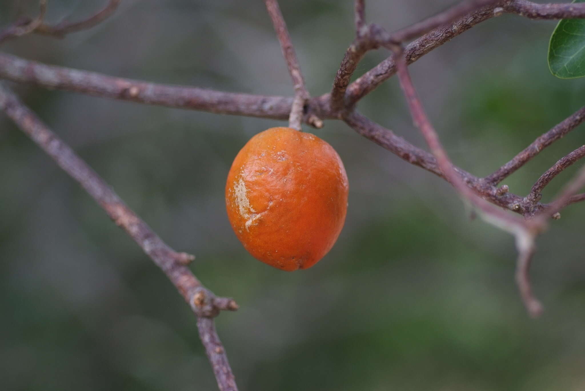 Fontainea pancheri (Baill.) Heckel resmi