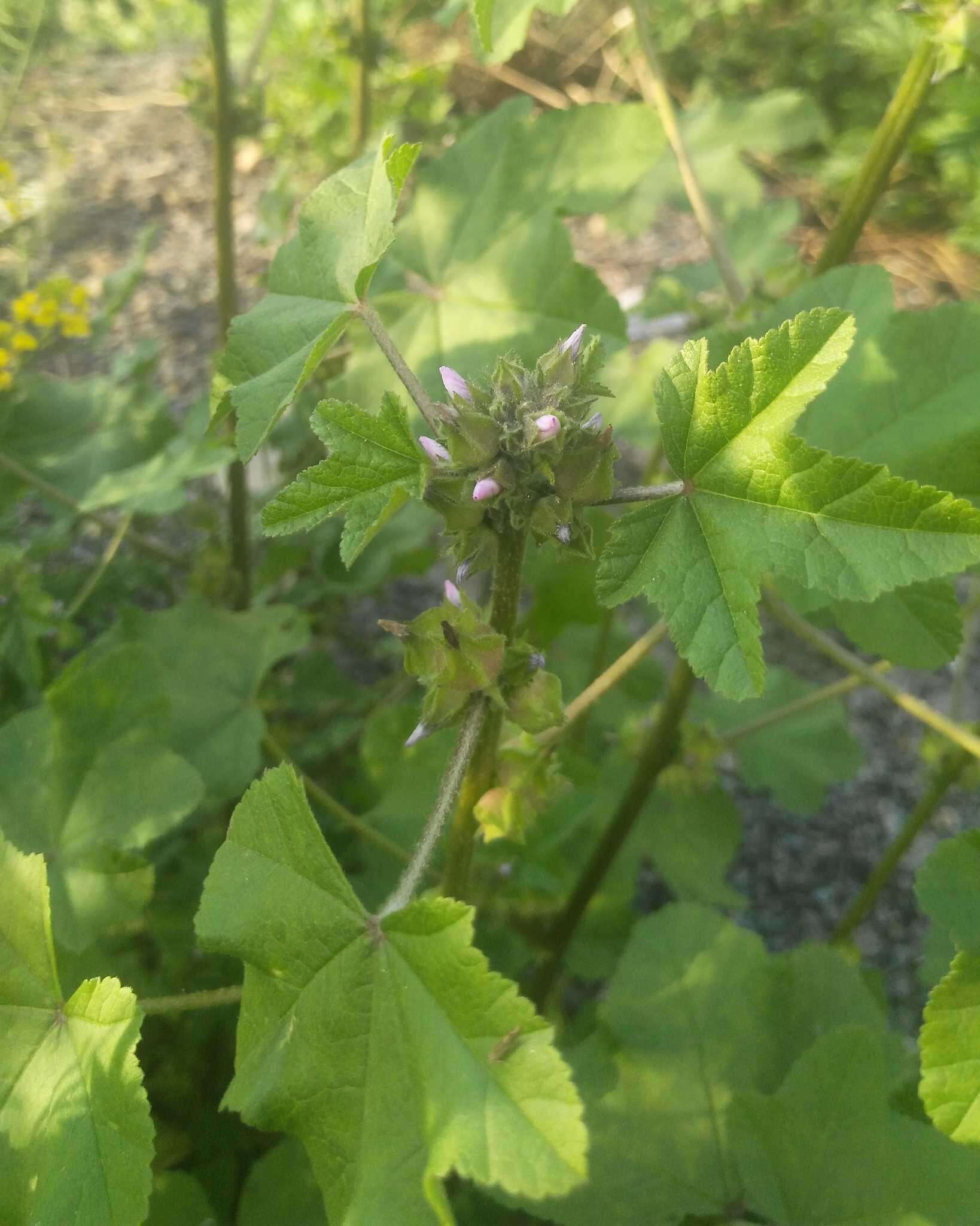 Image of cluster mallow