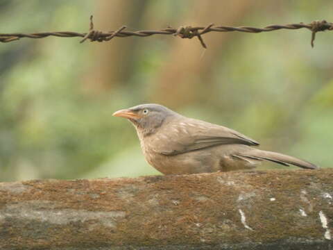 Image of Jungle Babbler