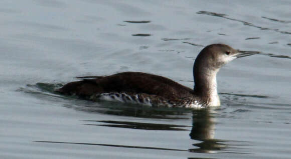 Image of Pacific Diver