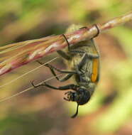 Слика од <i>Hycleus villosus</i>