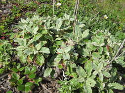 Image of seaside buckwheat