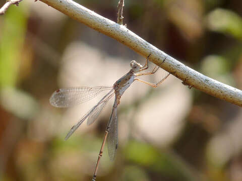 Image of Emerald Spreadwing