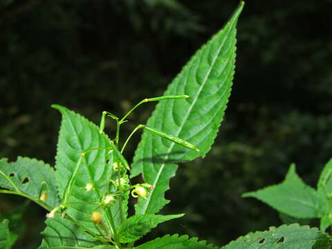 Image of Impatiens racemosa DC.