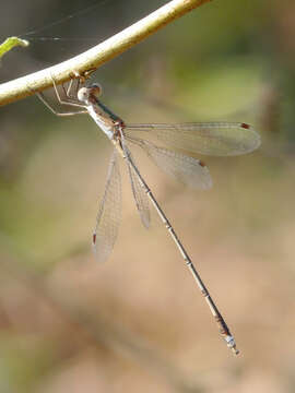 Image of Emerald Spreadwing