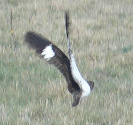 Image of Nacunda Nighthawk