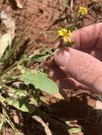 Слика од Goodenia glabra R. Br.